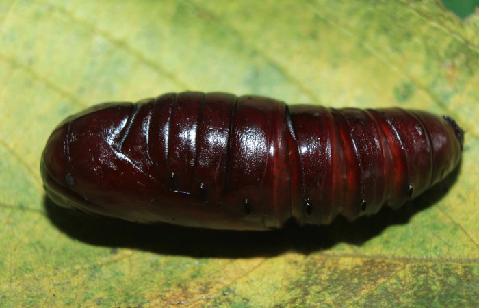 Figura 6. Pupa de <i>Crinodes besckei</i> (Notodontidae), vista dorsal, localidad Medrano Estación Quica Sector Pitilla ACG (380m). Voucher: 15-SRNP-71120-DHJ727590.jpg.