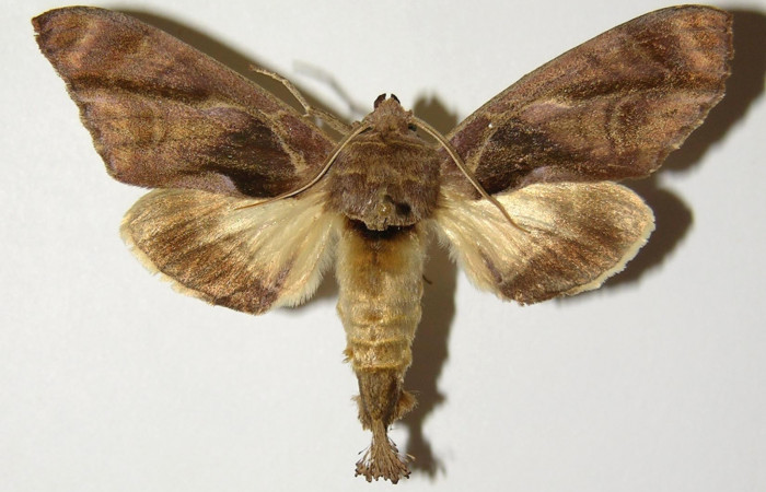 Figura 9. Adulto de <i>Crinodes besckei</i> (Notodontidae), macho vista dorsal, localidad Cafetal Sector Santa Rosa ACG (280m). Voucher: 93-SRNP-844-DHJ300860.jpg.