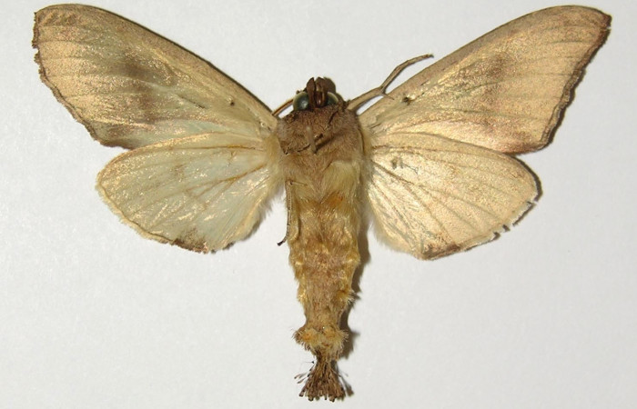 Figura 10. Adulto de <i>Crinodes besckei</i> (Notodontidae), macho vista ventral, localidad Cafetal Sector Santa Rosa ACG (280m). Voucher: 93-SRNP-844-DHJ300861.jpg.