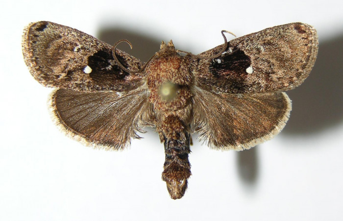 Figura 10. Adulto de <i>Venadicodia caneti</i> (Limacodidae), macho vista dorsal, localidad Potrero Argentina, Sector San Cristóbal ACG (520m). Voucher: 05-SRNP-4246-DHJ337152.jpg.