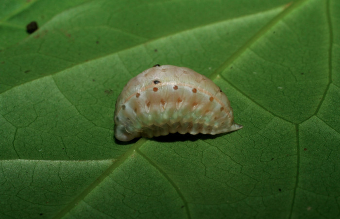 Figura 5. Larva <i>Venadicodia caneti</i> (Limacodidae) en estado de prepupa vista lateral, localidad Sendero Laguna, Sector Pitilla ACG (680m). Voucher: 06-SRNP-34720-DHJ425436.jpg.