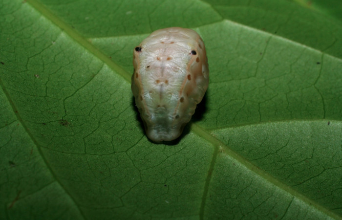 Figura 6. Larva <i>Venadicodia caneti</i> (Limacodidae) en estado de prepupa vista dorsal, localidad Sendero Laguna, Sector Pitilla ACG (680m). Voucher: 06-SRNP-34720-DHJ425437.jpg.