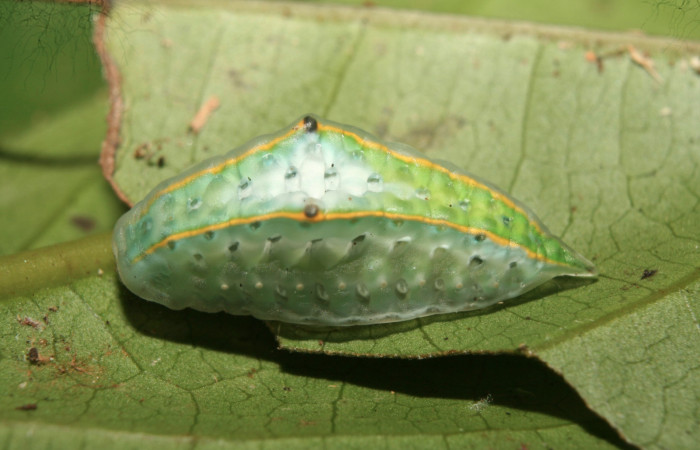 Figura 3. Larva <i>Venadicodia caneti</i> (Limacodidae), penúltimo estadío (PU) vista dorsal, localidad Medrano, Estación Biológica Quica Sector Pitilla ACG (380m). Voucher: 13-SRNP-71768-DHJ703392.jpg.