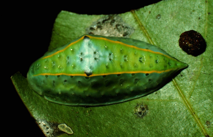 Figura 4. Larva <i>Venadicodia caneti</i> (Limacodidae), ultimo estadío (U) vista dorsal, localidad Bosque Húmedo, Sector Santa Rosa ACG (290m). Voucher: 93-SRNP-2868-DHJ27075.jpg.