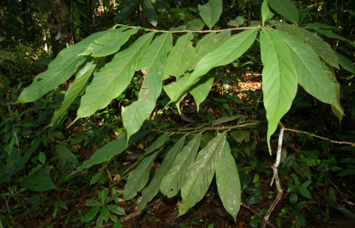 Figura 12. Planta hospedera de <i>Venadicodia caneti</i> (Limacodidae), esta planta se llama <i>Ocotea atirrensis</i> (Lauraceae), localidad Estación Biológica Quica Sector Pitilla ACG (470m).