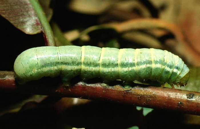 Fig. 7 Lateral entero <i>Phuphena multilinea</i> (Noctuidae, alimentándose en <i>Salpichlaena volubilis</i> (Blechnaceae), Sector San Cristóbal, Río Blanco Abajo, (elevación 500 metros). Colectada 20 Junio 2001 (01-SRNP-2233-DHJ61152.jpg).