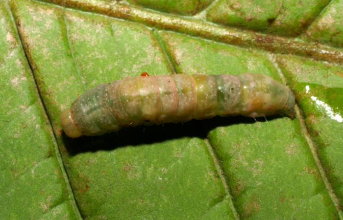 Fig. 10 Dorsal entero <i>Phuphena multilinea</i> (Noctuidae), Sector Pitilla, Quebradona, (elevación 475 metros). Colectada 22 ABril 2008 (08-SRNP-70177-DHJ443226.jpg).