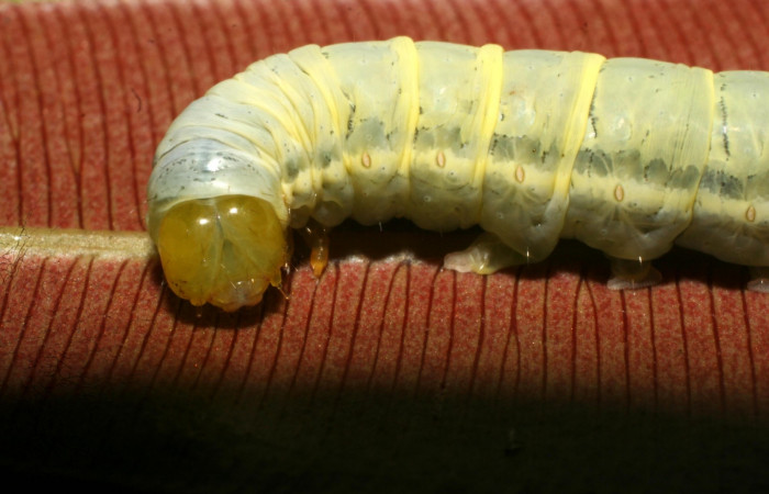 Fig. 8 Cabeza <i>Phuphena multilinea</i> (Noctuidae, alimentándose en <i>Salpichlaena volubilis</i> (Blechnaceae,, Sector Pitilla, Estación Pitilla, (elevación 675 metros). Colectada 9 Junio 2009 (09-SRNP-31693-DHJ458759.jpg).