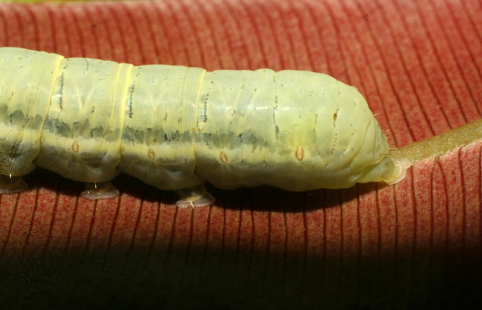 Fig. 9 Lateral <i>Phuphena multilinea</i> (Noctuidae, alimentándose en <i>Salpichlaena volubilis</i> (Blechnaceae), Sector Pitilla, Estación Pitilla, (elevación 675 metros). Colectada 9 Junio 2009 (09-SRNP-31693-DHJ458760.jpg).