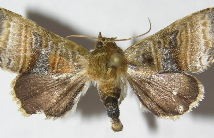 Figura 18. Adulto de Phuphena multilinea, (Noctuidae), posición vista dorsal (hembra). (09-SRNP-31728-DHJ514666.jpg). 