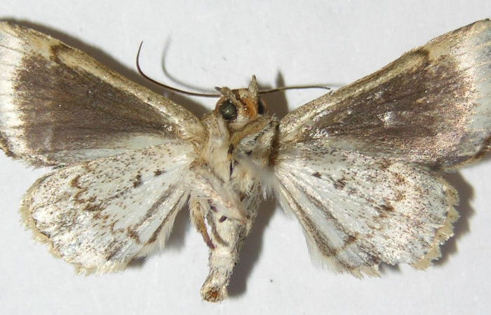 Figura 2. Adulto de <i>Phuphena multilinea</i> (Noctuidae) mide 27 mm, posición vistal ventral (09-SRNP-31728-DHJ514667).