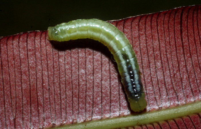 Fig. 3 Dorsal entero <i>Phuphena multilinea</i> (Noctuidae), alimentándose en <i>Salpichlaena volubilis</i>(Blechnaceae), Sector pitilla, Estacion Pitilla, (elevación 675 metros). Colectada 11 Junio 2009 (09-SRNP-31857-DHJ455186.jpg).