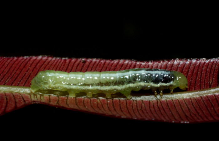 Fig. 4 Lateral entero <i>Phuphena multilinea</i> (Noctuidae, alimentándose en <i>Salpichlaena volubilis</i> (Blechnaceae), Sector pitilla, Estacion Pitilla, (elevación 675 metros). Colectada 11 Junio 2009 (09-SRNP-31857-DHJ455188.jpg).