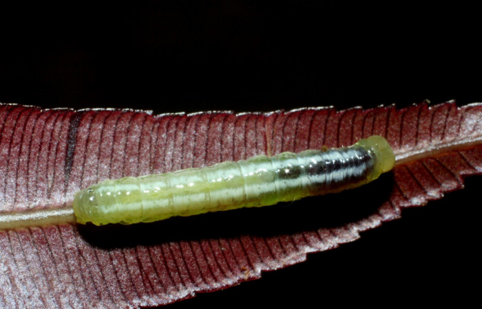 Fig. 13 Dorsal entero <i>Phuphena multilinea</i> (Noctuidae, alimentándose en <i>Salpichlaena volubilis</i> (Blechnaceae), Sector Pitilla, Estacion Pitillal, (elevación 675 metros). Colectada 11 Junio 2009 (09-SRNP-31857-DHJ455189.jpg).