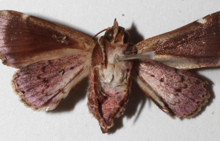 Figura 17. Adulto de Phuphena cilix, (Noctuidae), posición vista ventral (hembra). (18-SRNP-31064-DHJ942017). 