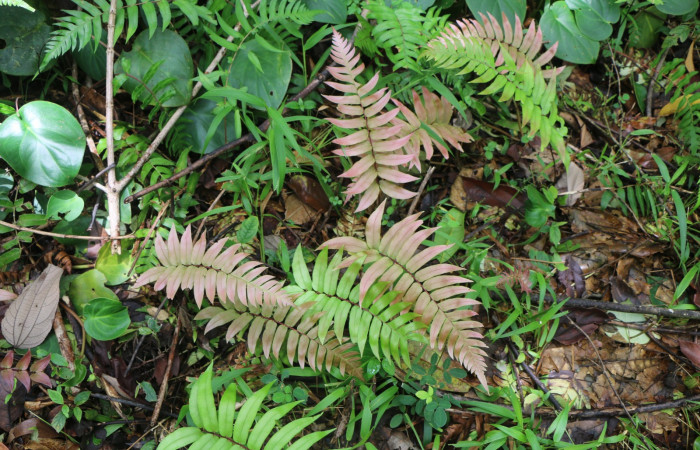Figura 20. Planta hospedera de larva <i>Phuphena multilinea</i>, (Noctuidae), <i> Salpichlaena volubilis</i>, (Blechnaceae), posición hojas. Foto Anabelle Córdoba, 12 Agosto 2019.