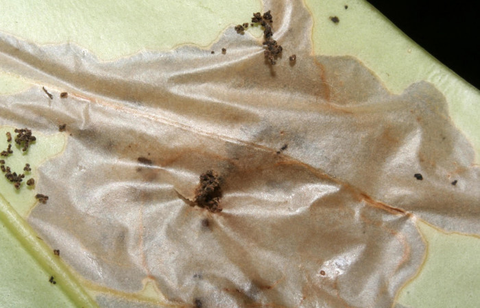 Figura. 11 Casa de elachJanzen01 Janzen879 (Depressariidae), alimentándose en <i>Schiegelia fastigiata</i>, (Schlegeliaceae). (09-SRNP-42666-DHJ466610.jpg).