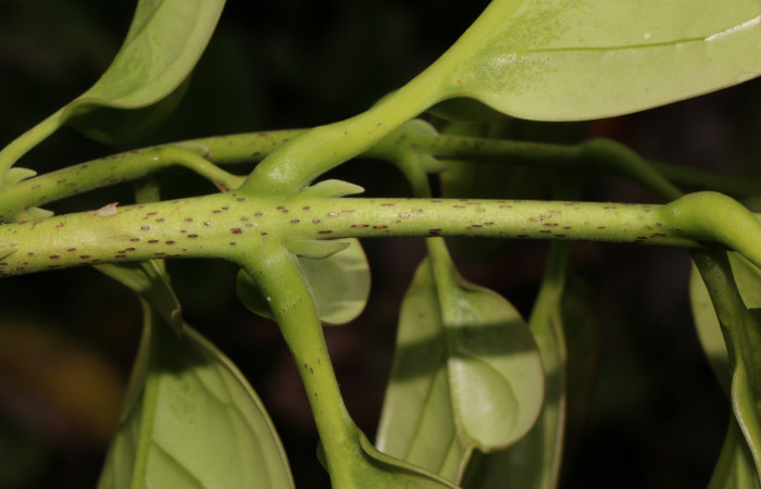 Figura. 5 Posición hojas, <i>Schiegelia fastigiata</i>, (Schlegeliaceae). Area de Conservación Guanacaste, Sector Rincón Rain Forest, Estación Leiva, Selva, (elevación 410 metros). Colectada el 12 Enero 2019. Foto, Jorge Hernández.