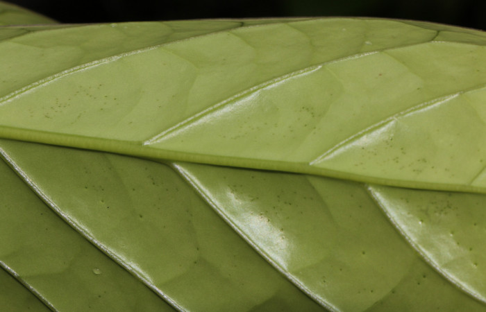 Figura. 6 Posición hoja, <i>Schiegelia fastigiata</i>, (Schlegeliaceae). Area de Conservación Guanacaste, Sector Rincón Rain Forest, Estación Leiva, Selva, (elevación 410 metros). Colectada el 12 Enero 2019. Foto, Jorge Hernández.