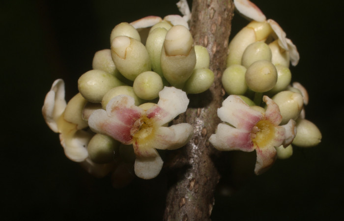 Figura. 8 Flores en racimo, <i>Schiegelia fastigiata</i>, (Schlegeliaceae). Area de Conservación Guanacaste, Sector Rincón Rain Forest, Estación Leiva, Selva, (elevación 410 metros). Colectada el 12 Enero 2019. Foto, Jorge Hernández.