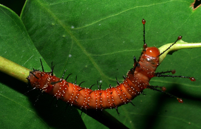 Figura 5. <i>Schausiella santarosensis</i> (Saturniidae) tercer estadio, vista dorsal, Sector Santa Rosa Area Administrativa. Voucher 08-SRNP-12881-DHJ437907.jpg.