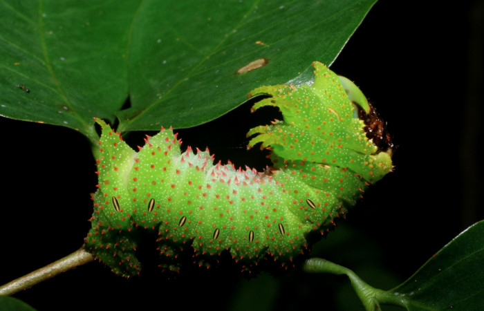 Figura 11. <i>Schausiella santarosensis</i> (Saturniidae) último estadio, posición lateral, Sector Santa Rosa Area Administrativa. Voucher 08-SRNP-13461-DHJ437881.jpg.