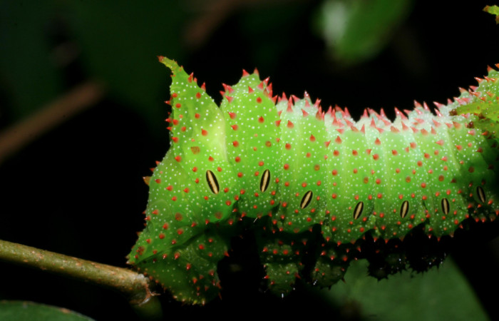 Figura 13. <i>Schausiella santarosensis</i> (Saturniidae) último estadio, posición trasera, Sector Santa Rosa Area Administrativa. Voucher 08-SRNP-13461-DHJ437884.jpg.