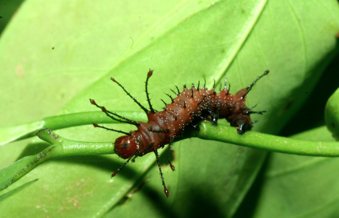 Figura 4. <i>Schausiella santarosensis</i> (Saturniidae), segundo estadio posición dorsal frontal,  Sector Santa Rosa, Luces. Voucher 09-SRNP-13674-DHJ454636.jpg.
