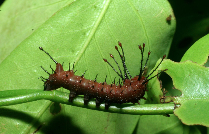Figura 3. <i>Schausiella santarosensis</i> (Saturniidae), segundo estadio posición lateral,  Sector Santa Rosa, Luces. Voucher 09-SRNP-13674-DHJ454639.jpg.