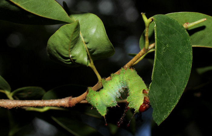 Figura 9. <i>Schausiella santarosensis</i> (Saturniidae) penúltimo estadio, posición lateral Sector Santa, Luces. Voucher 13-SRNP-10102-DHJ499011.jpg.