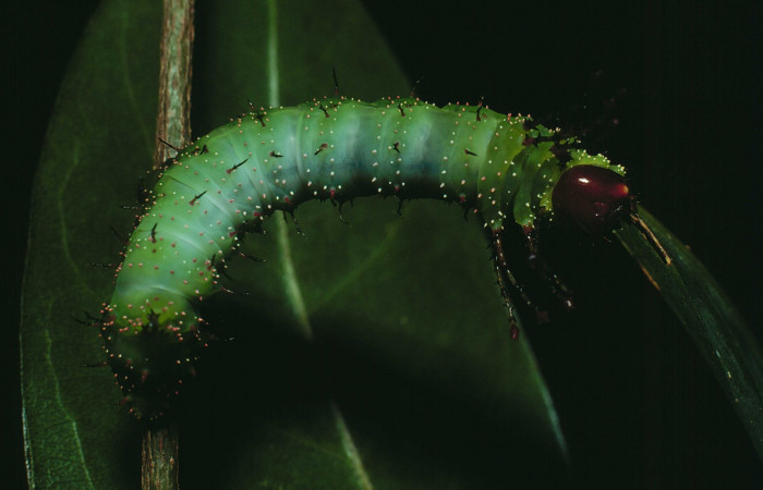 Figura 6. <i>Schausiella santarosensis</i> (Saturniidae) tercer estadio, vista dorsal, Sector Santa Rosa Bosque Humedo. Voucher 82-SRNP-593-DHJ4453.jpg.