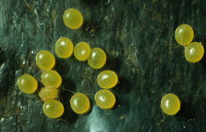 Figura 2. Huevos de <i>Schausiella santarosensis</i> (Saturniidae). Voucher 96-SRNP-2032-DHJ27634.jpg.