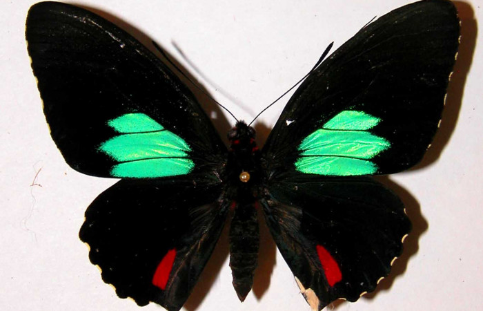 Figura 11. Adulto de <i>Parides zestos</i> posición dorsal, familia (Papilionidae). 00-SRNP-165-DHJ38742.