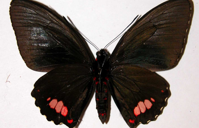 Figura 12. Adulto de <i>Parides zestos</i> posición ventral, familia (Papilionidae), 00-SRNP-165-DHJ38743.