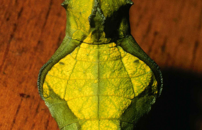 Figura 10. Pupa de <i>Parides zestos</i>  en posición dorsal, familia (Papilionidae). 00-SRNP-165-DHJ52520.