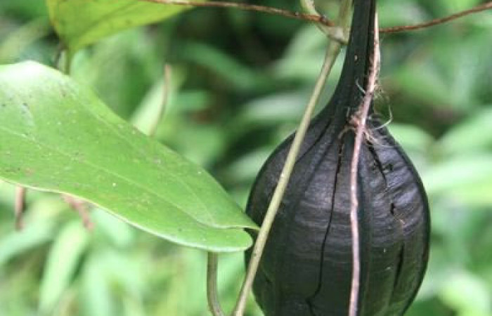 Figura 17. Fruto de planta  <i>Aristolochia tonduzii</i> (Aristolochiaceae), hospedera de la larva <i>Parides zestos</i>, Papilionidae. Foto, Jorge Hernández.