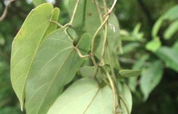 Figura 16. Planta <i>Aristolochia tonduzii,</i> (Aristolochiaceae), hospedera de la larva <i>Parides zestos</i>, Papilionidae. Foto, Jorge Hernández.olochia tonduzii2
