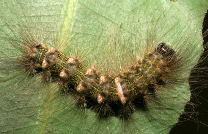  Larva en posición dorsal entero de <i>Ceroctena amynta</i> (Erebidae), U estadio. Sector Rincon Rain Forest, Sendero Juntas. Voucher 08-SRNP-40712-DHJ441956.jpg.