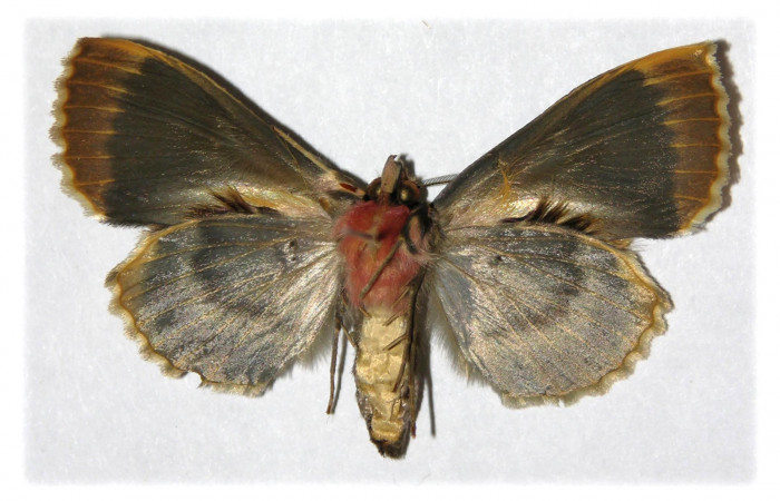  Adulto hembra en posición ventral de <i>Ceroctena amynta</i> (Erebidae). Sector Del Oro, Quebrada Oro. Voucher 04-SRNP-23804-DHJ315409.
