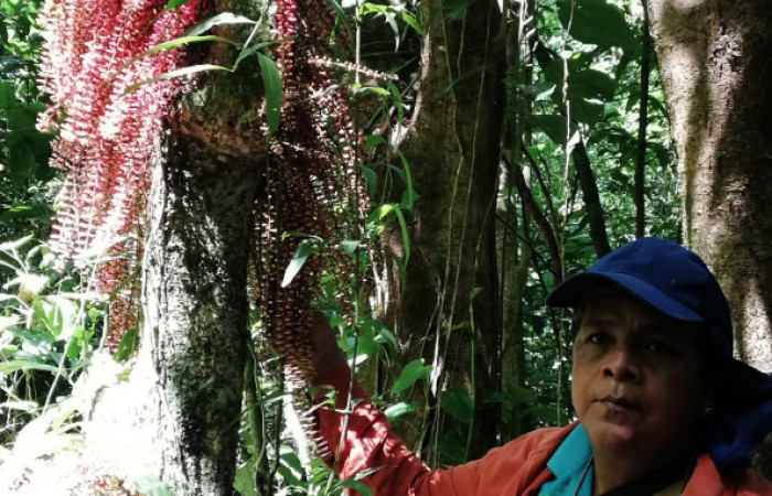  Flores de <i>Guarea rhopalocarpa</i> Meliaceae), planta hospedera de <i>Ceroctena amynta</i> (Erebidae). Parataxónoma Elda Araya. Sector San Cristóbal, Sendero Perdido. Foto, Gloria Siezar, 20 de Febrero 2019.
