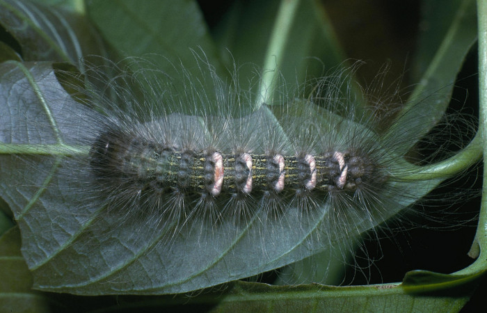 Larva en posición dorsal entero de <i>Ceroctena amynta</i> (Erebidae), U estadio. Sector San Cristóbal, Río Blanco Abajo. Voucher 04-SRNP-292-DHJ81387.jpg.