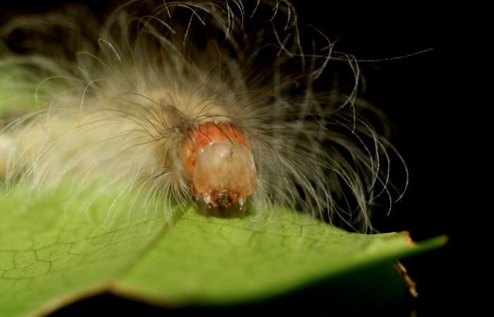  Cabeza de larva en posición frontal de <i>Ceroctena amynta</i> (Erebidae), PU estadio. Sector Pitilla, Pasmompa. Voucher 08-SRNP-32126-DHJ445756.jpg.