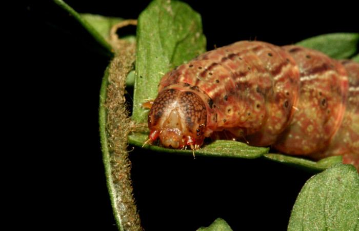 Figura 1. Larva <i>Dusponera fannia</i> (Erebidae), Último estadio posición lateral, mide 35 mm aproximadamente. Planta hospedera <i>Alsophila firma</i> (Cyatheaceae). Voucher: 10-SRNP-2160-DHJ470543.jpg.