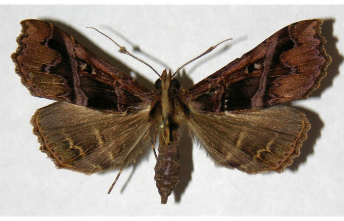Figura 11. adulto <i>Dusponera fannia</i> (Erebidae), posición dorsal Mide 48 mm aproximadamente. Voucher: 04-SRNP-34272-DHJ315850.