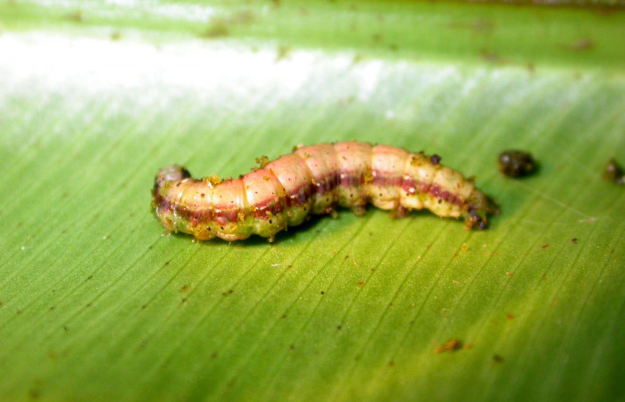 Figura 13. Larva <i>Dusponera</i> Poole01 (Erebidae), último estadio posición lateral, Mide 30 mm aproximadamente. Planta hospedera <i>Asplenium serratum</i> (Aspleniaceae). Voucher:05-SRNP-22741-DHJ403666.jpg.