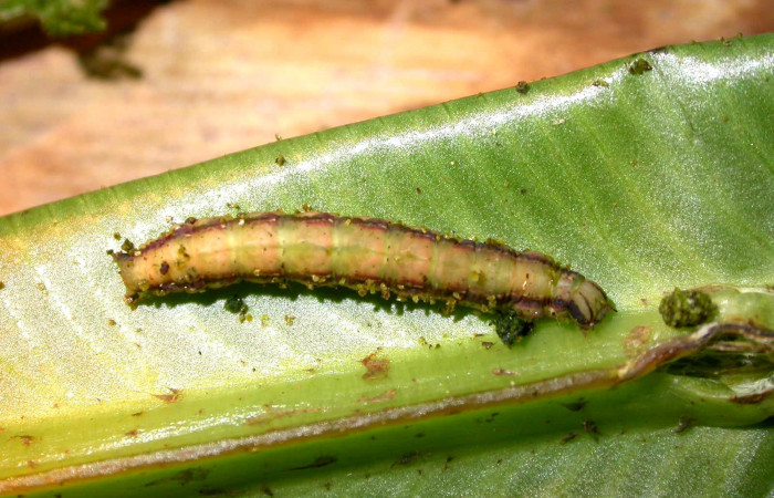Figura 14. Larva <i>Dusponera Poole01</i> (Erebidae), último estadio posición dorsal, Mide 30 mm aproximadamente. Planta hospedera <i>Asplenium serratum</i> (Aspleniaceae). Voucher:05-SRNP-22741-DHJ403667.jpg.
