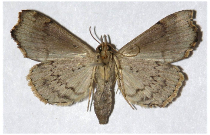 Figura 16. adulto <i>Dusponera Poole01</i> (Erebidae), posición ventral Mide 33 mm aproximadamente. Voucher:05-SRNP-22739-DHJ319643.