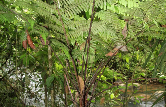 Figura 17. Planta <i>Alsophila firma</i> (Cyatheaceae), posición arbusto. Foto tomada el 24 julio 2019 por Jose Perez, mide 3 metros aproximadamente.