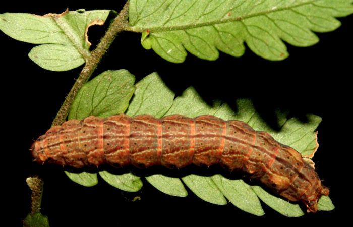 Figura 3. Larva <i>Dusponera fannia</i> (Erebidae), Último estadio posición dorsal, mide 35 mm aproximadamente. Planta hospedera <i>Alsophila firma</i> (Cyatheaceae). Voucher: 10-SRNP-2160-DHJ470547.jpg.