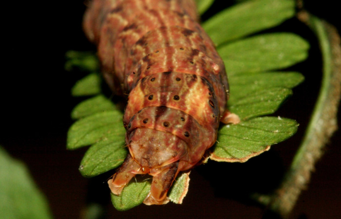 Figura 5. Larva <i>Dusponera fannia</i> (Erebidae), Último estadio posición patas de atras, mide 35 mm aproximadamente. Planta hospedera <i>Alsophila firma</i> (Cyatheaceae). Voucher: 10-SRNP-2160-DHJ470544.jpg.
